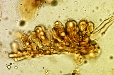 laetiporus-sulphureus11