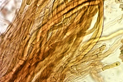 laetiporus-sulphureus12