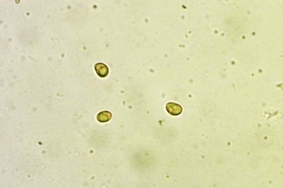 laetiporus-sulphureus9