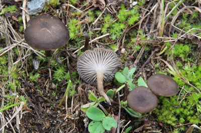 Lamelloclavaria petersenii