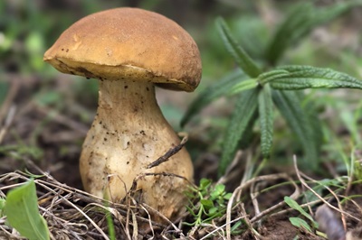 Leccinellum corsicum