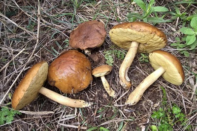 leccinellum-corsicum1