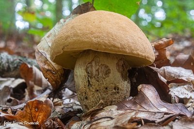 Leccinellum crocipodium