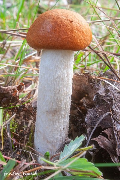 Leccinum albostipitatum