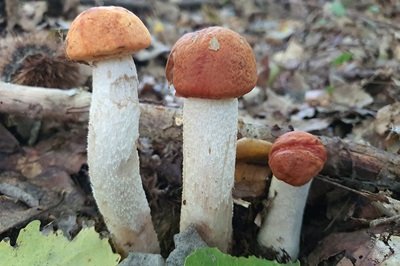 leccinum-albostipitatum