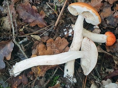 leccinum-albostipitatum