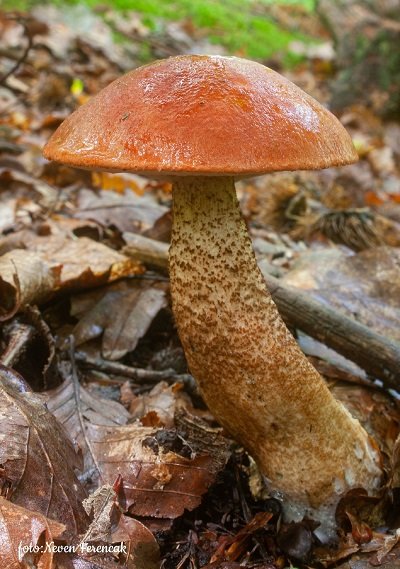 Leccinum aurantiacum