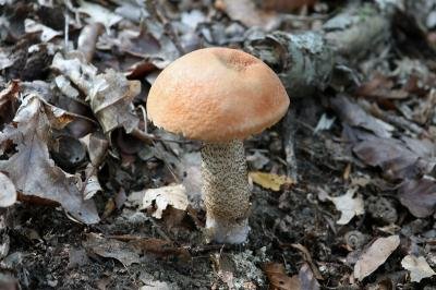 leccinum-aurantiacum