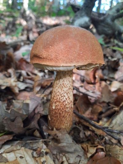 leccinum-aurantiacum