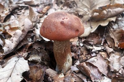 leccinum-aurantiacum