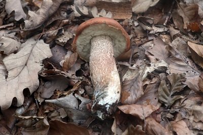 leccinum-aurantiacum