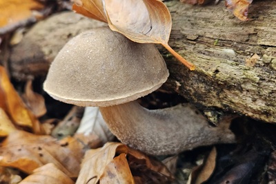 Leccinum cyaneobasileucum