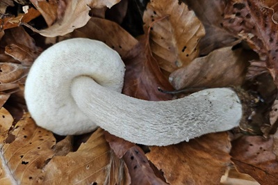 leccinum-cyaneobasileucum1