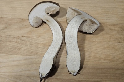leccinum-cyaneobasileucum2