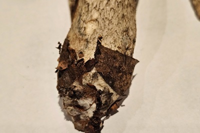 leccinum-cyaneobasileucum4