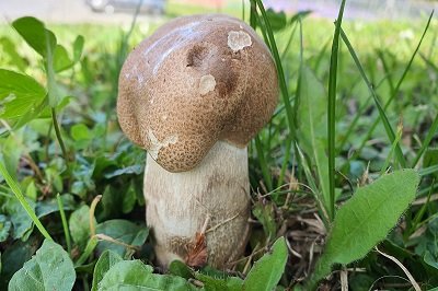 Leccinum duriusculum