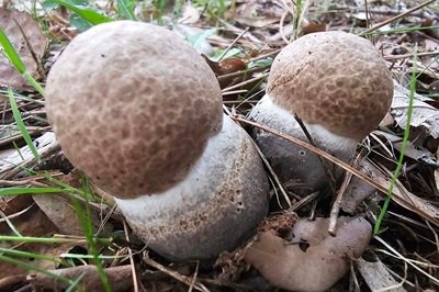 leccinum-duriusculum