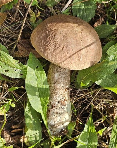 leccinum-duriusculum