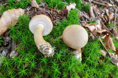 Leccinum holopus