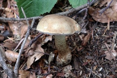 leccinum-scabrum