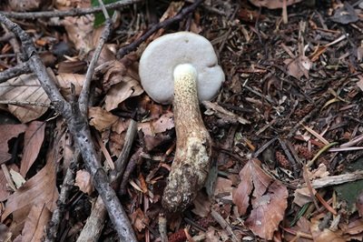 leccinum-scabrum