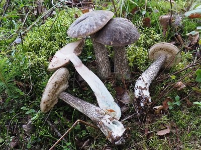 Leccinum variicolor