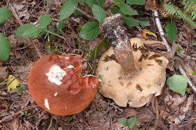 Leccinum vulpinum