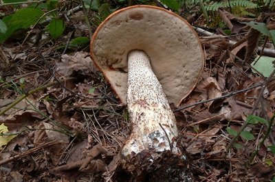 leccinum-vulpinum