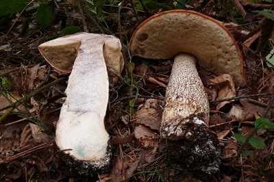 leccinum-vulpinum