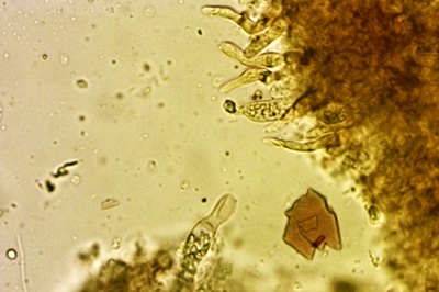 lentinellus-ursinus10