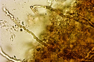 lentinellus-ursinus12