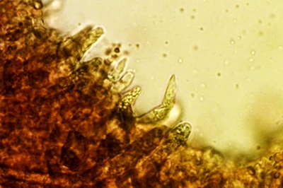 lentinellus-ursinus9