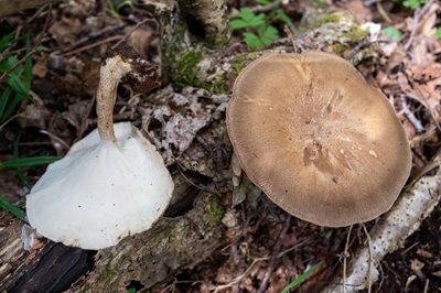 lentinus-substrictus2