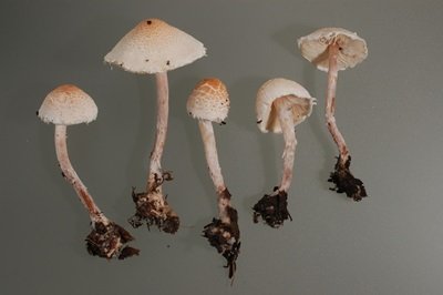 Lepiota apatelia