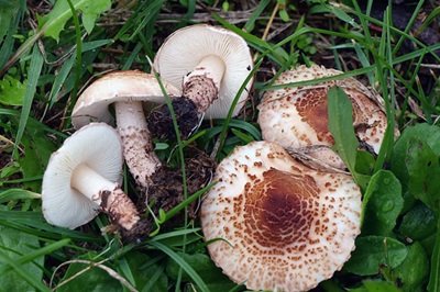 Lepiota brunneoincarnata