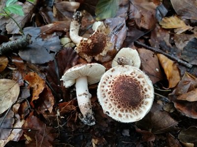 Lepiota cingulum