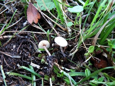 Lepiota coloratipes