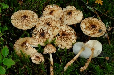 Lepiota cortinarius