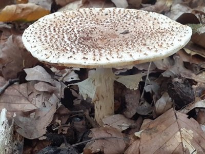 Lepiota cristatoides