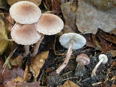 Lepiota echinella