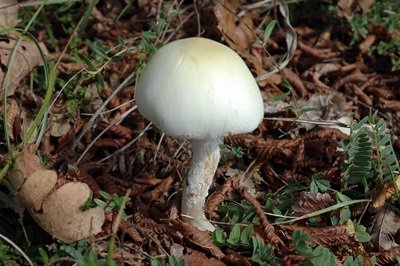 lepiota-erminea