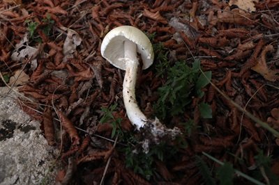 lepiota-erminea