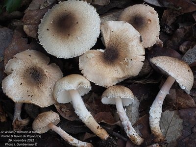 Lepiota forquignonii