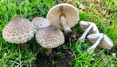 Lepiota fuligineosquarrosa