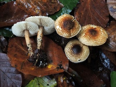 Lepiota grangei