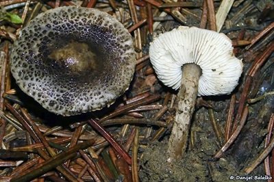 Lepiota griseovirens