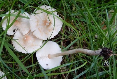 Lepiota hymenoderma