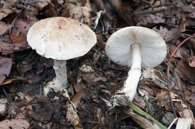 lepiota-ignivolvata