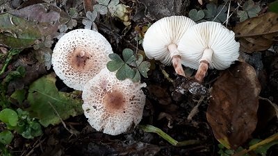 Lepiota lilacea