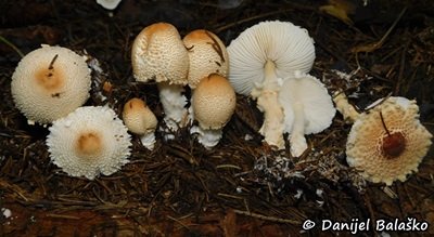 Lepiota magnispora